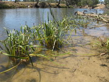 Triglochin growing along the waterline of the Wimmera river at Picnic Bend near Dimboola
