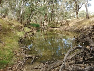 Waterholes are important refugia when flows stop during summer in Billabong Creek, NSW.