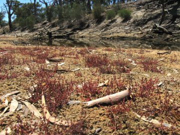 Myriophyllum verrucosum grows emersed on exposed sand banks