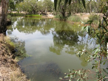 Submerged and emergent macrophytes in the Wimmera River at Riverside near Horsham