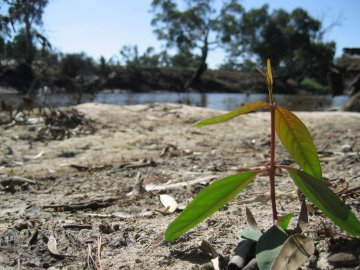 River red gum seedlings sprout in the moist sediment of the lower banks of the Wimmera River