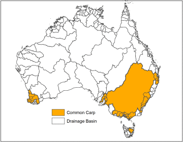 range of common carp in Australia