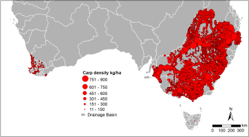 common carp biomass density in Australian rivers