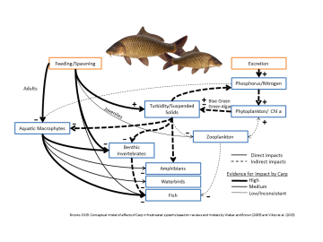 Conceptual model of Common Carp environmental impacts and evidence
