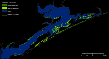 Seagrass extent map for the Gippsland Lakes Ramsar Site January 2021