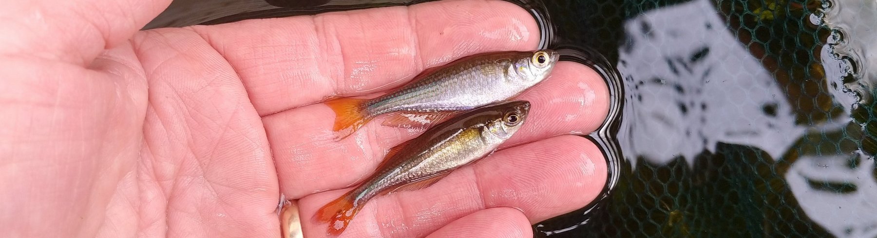 Murray river rainbowfish Melanotaenia fluviatilis